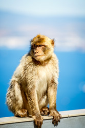 Similar image 21309962