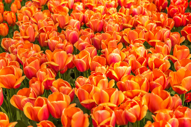 Similar image 21306532