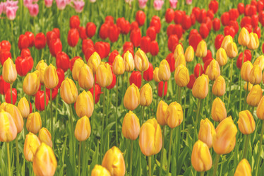 Similar image 21307506