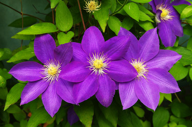 Similar image 21306489