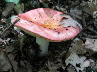 Similar image 21306733