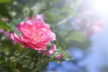 Similar image 21339246