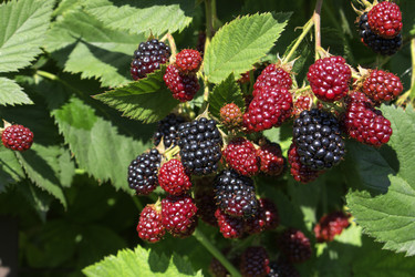 Similar image 21335006