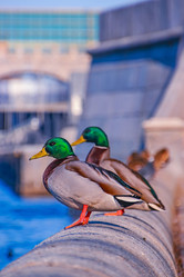 Similar image 21316596