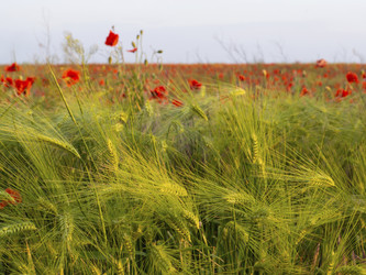 Similar image 21310844