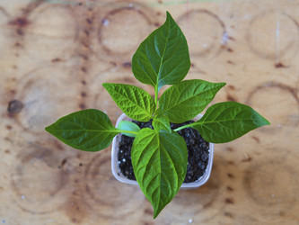 Similar image 21310853