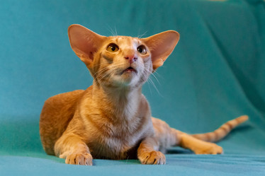 Similar image 21325011