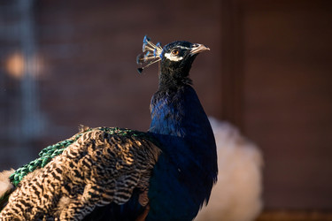 Similar image 21328490