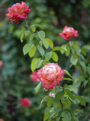 Similar image 21316152