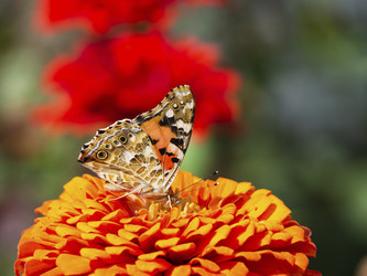 Similar image 21316154