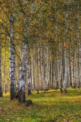 Similar image 21311535