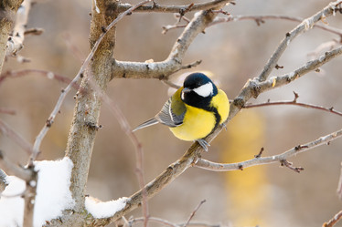 Similar image 21331562