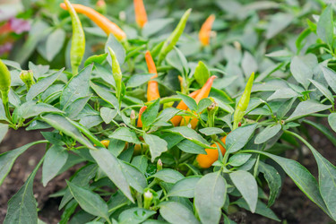 Similar image 21327873