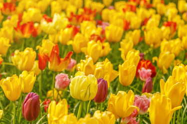 Similar image 21315736