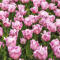 Similar image 21315738