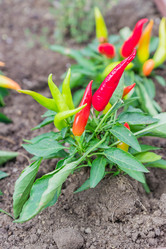 Similar image 21332854