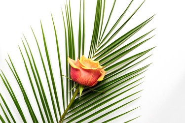 Similar image 21333198