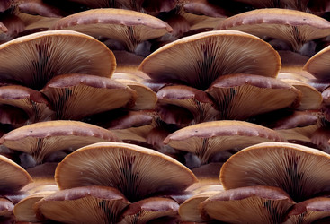 Similar image 21317439