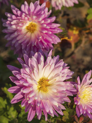 Similar image 21320688