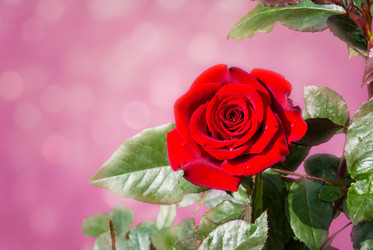 Similar image 21319537