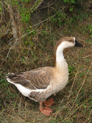 Similar image 21320436