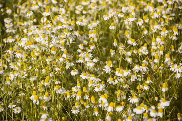 Similar image 21327262