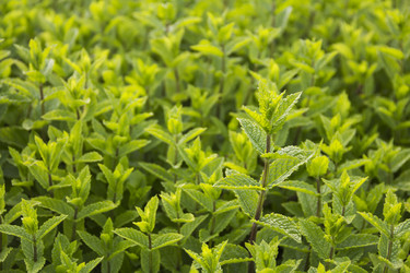 Similar image 21327268