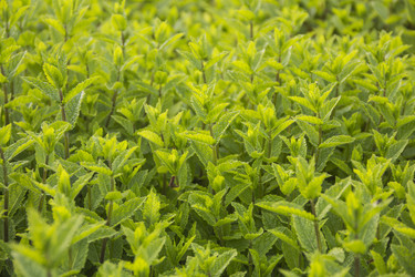 Similar image 21327269