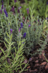 Similar image 21327273