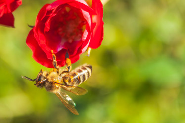 Similar image 21336168