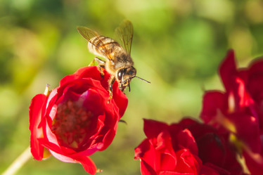 Similar image 21327121