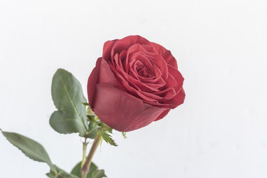 Similar image 21336178