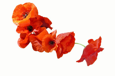 Similar image 21333833