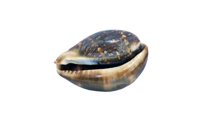 Similar image 21333463