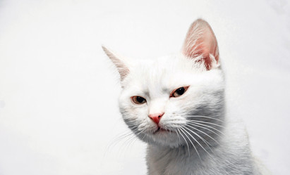 Similar image 21333500