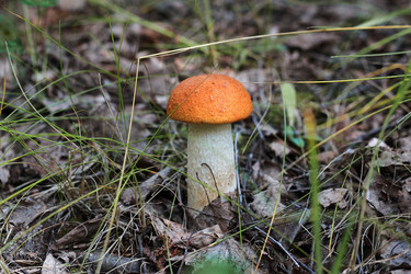 Similar image 21325736