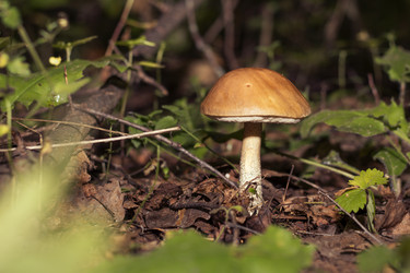 Similar image 21325740