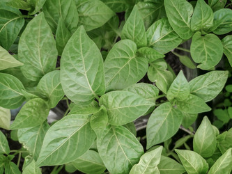 Similar image 21336185