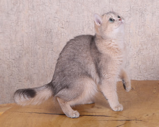 Similar image 21322252