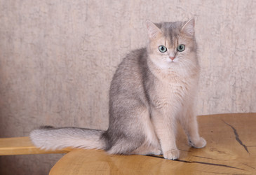 Similar image 21322254