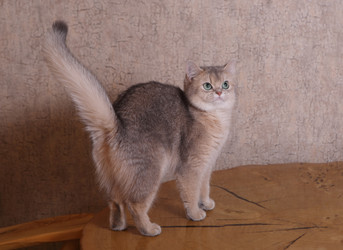 Similar image 21322256