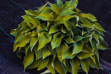 Similar image 21336706