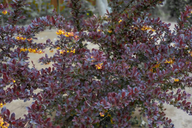 Similar image 21336711