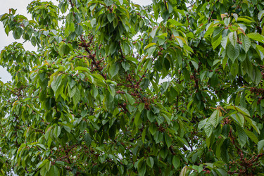 Similar image 21336729