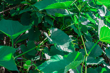 Similar image 21336744