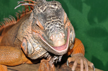 Similar image 21337452