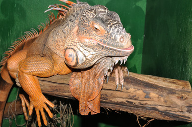 Similar image 21337456