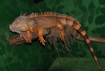 Similar image 21337461