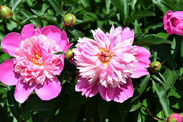 Similar image 21337981