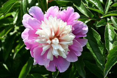 Similar image 21337989